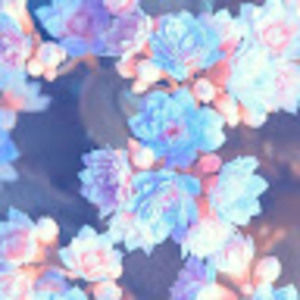 Meet your Posher, Sage